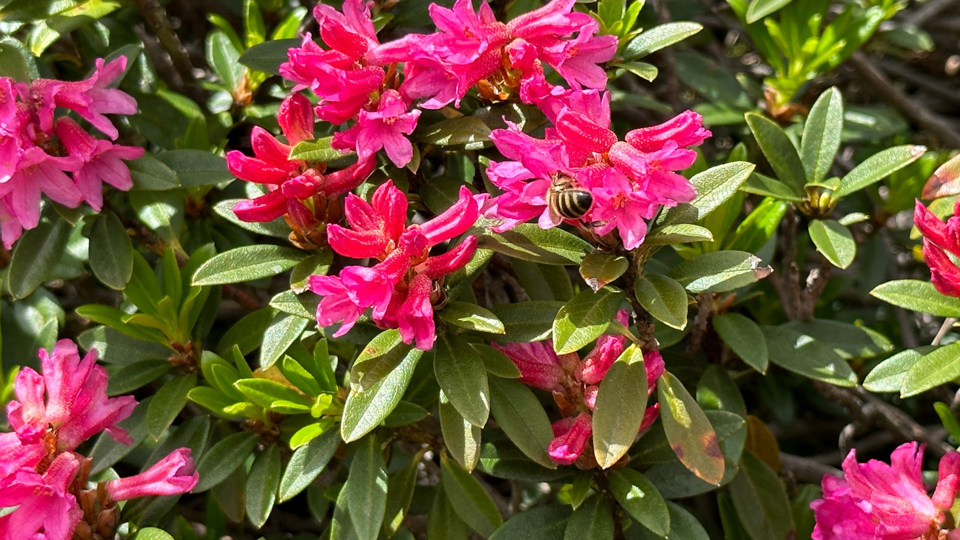 Alpenrosen Blüte für Bienen und Hummeln