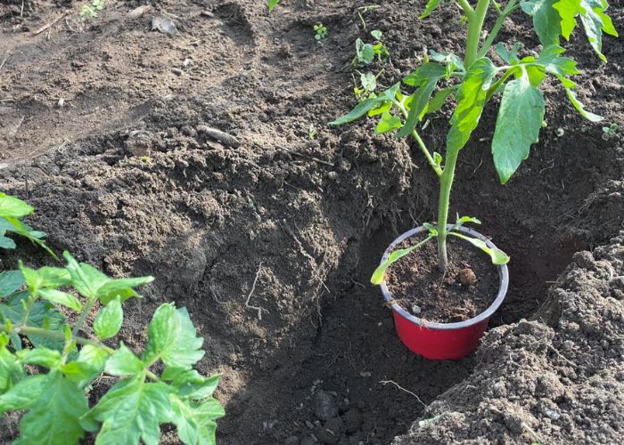 Der-richtige-Standort-fuer-Tomatenpflanzen
