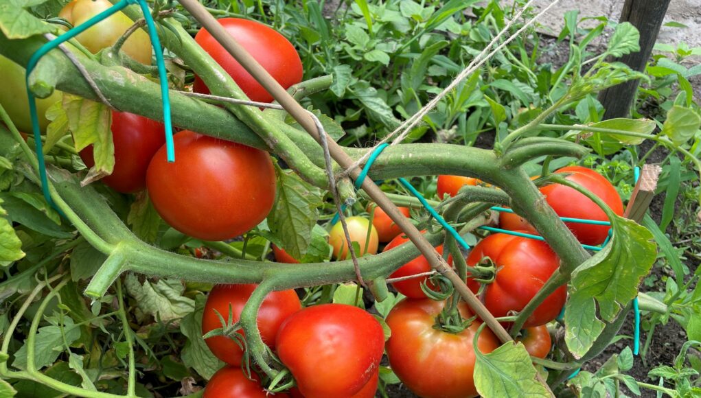 Tomaten im Bauerngarten anbauen
